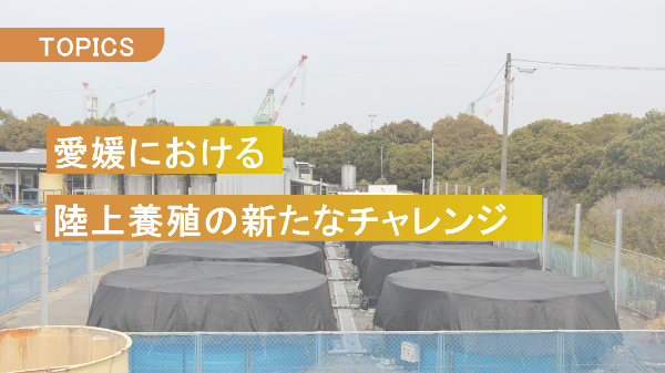 愛媛における陸上養殖の新たなチャレンジ